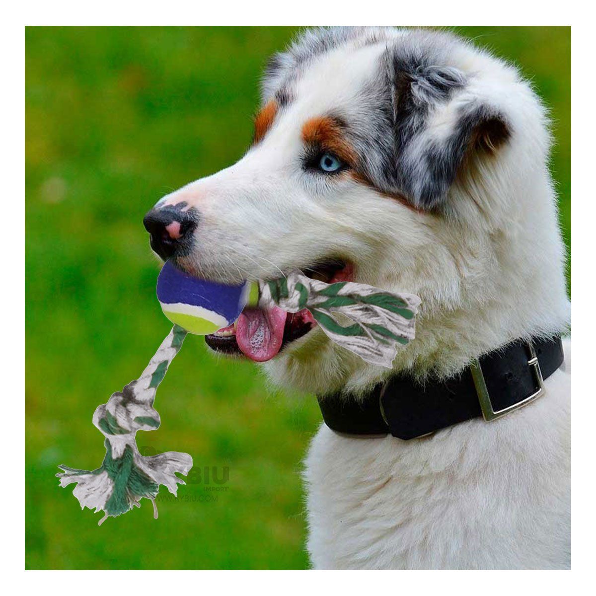 GENERICO - Cuerda de Perro para Morder Multicolor Y+Post-it adhesivos