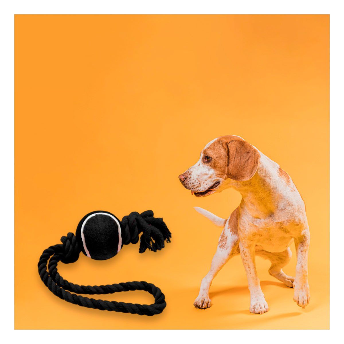 GENERICO - Soga con Nudo y Pelota de Tennis para Mascota Negro