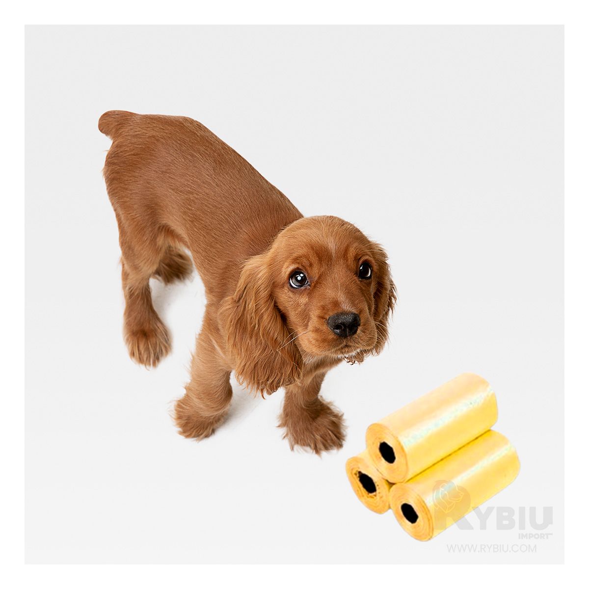 RYBIU IMPORT - Bolsa Sofisticada para Canes Amarillo Y+Envoltorio de Regalo