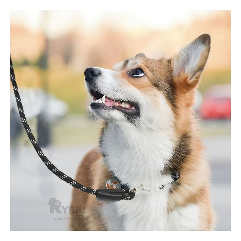 GENERICO - Correa Dura para Perro Negro 2M Y+Ligas de Regalo