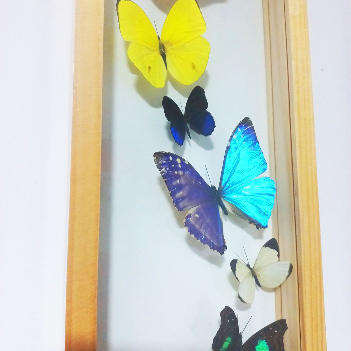 GENERICO - Cuadro Decorativo con 8 Mariposas Especies Variadas y 1 Morpho