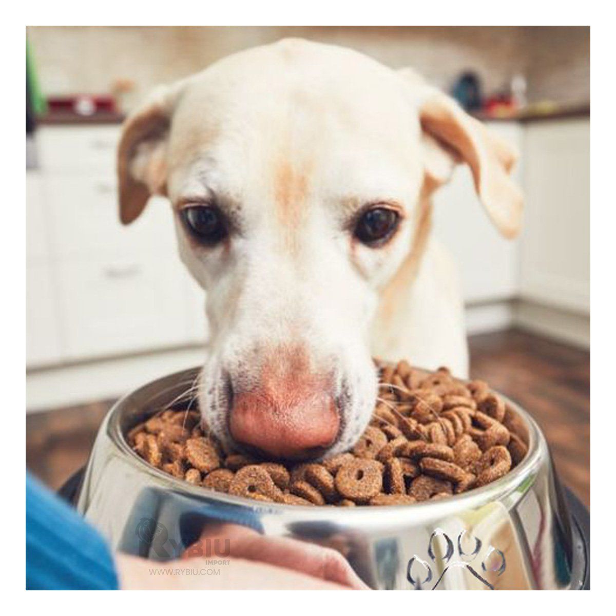 GENERICO - Plato Util para Razas Grandes en XXXL Y+Regalo Stickers