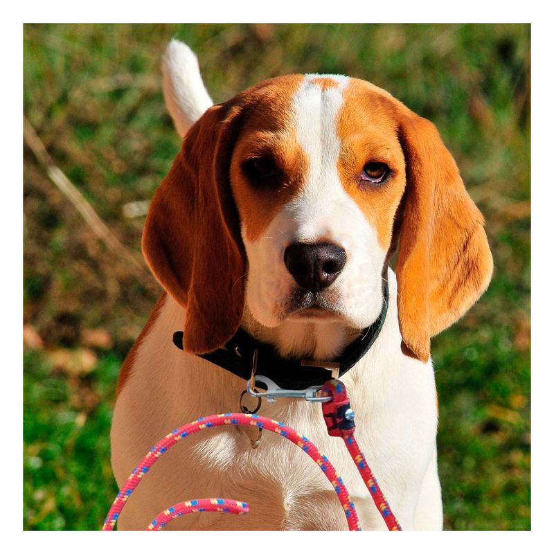 GENERICO - Correa Resistente para Perro 1M Y+Ligas de Regalo