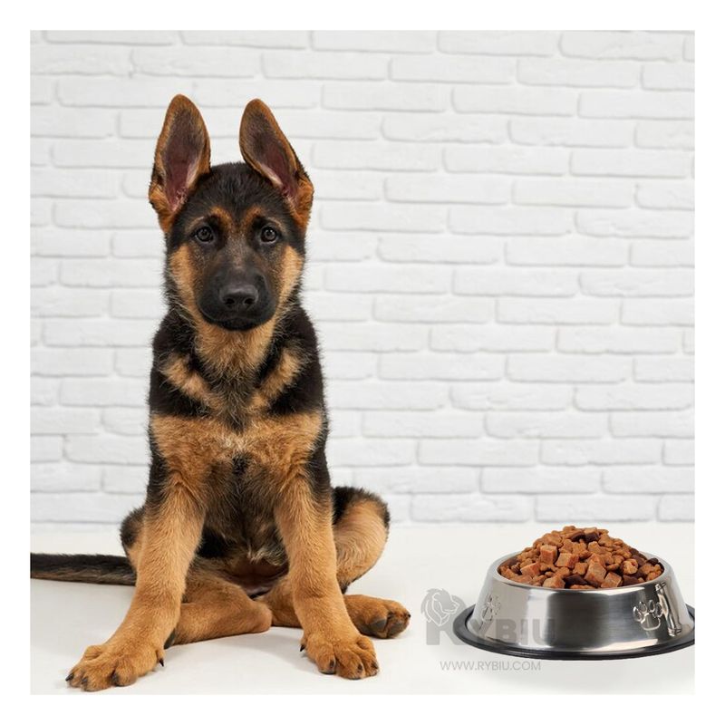 GENERICO - Recipiente para Canino Portable de Talla XL Y+Gift Stickers