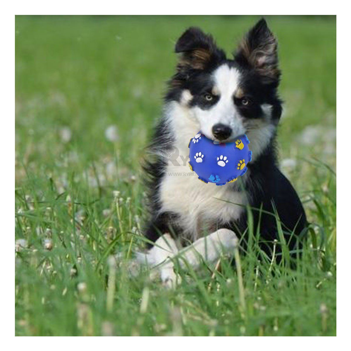 RYBIU IMPORT - Bola de Facil Uso en Azul Y+Regalo Ligas para Peinar