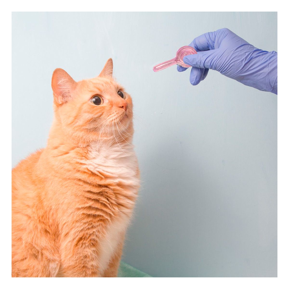 GENERICO - Antipulga para Gatos en Color Rosado Y+Gift MiniAgenda