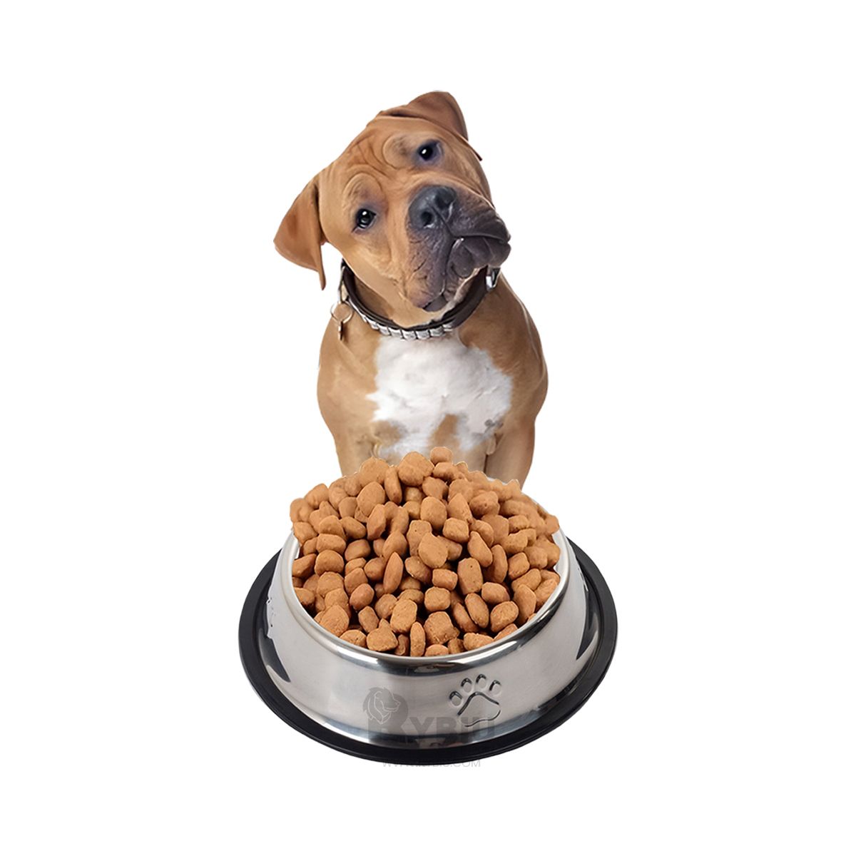 GENERICO - Recipiente de Uso Perruno en Talla XXXL Y+Gift MiniAgenda