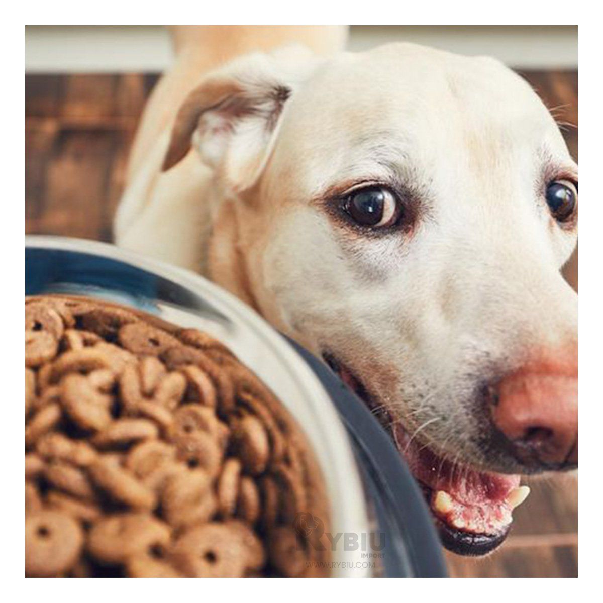 GENERICO - Recipiente de Uso Perruno en Talla XXXL Y+Gift MiniAgenda