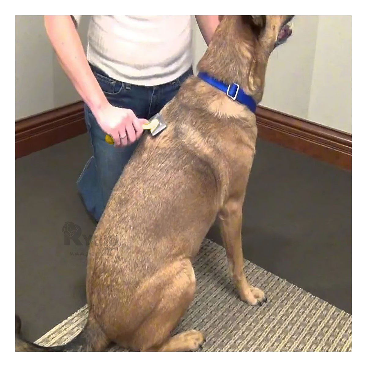 GENERICO - Peine Resistente Amarillo XL Y+Regalo Ligas para Peinar