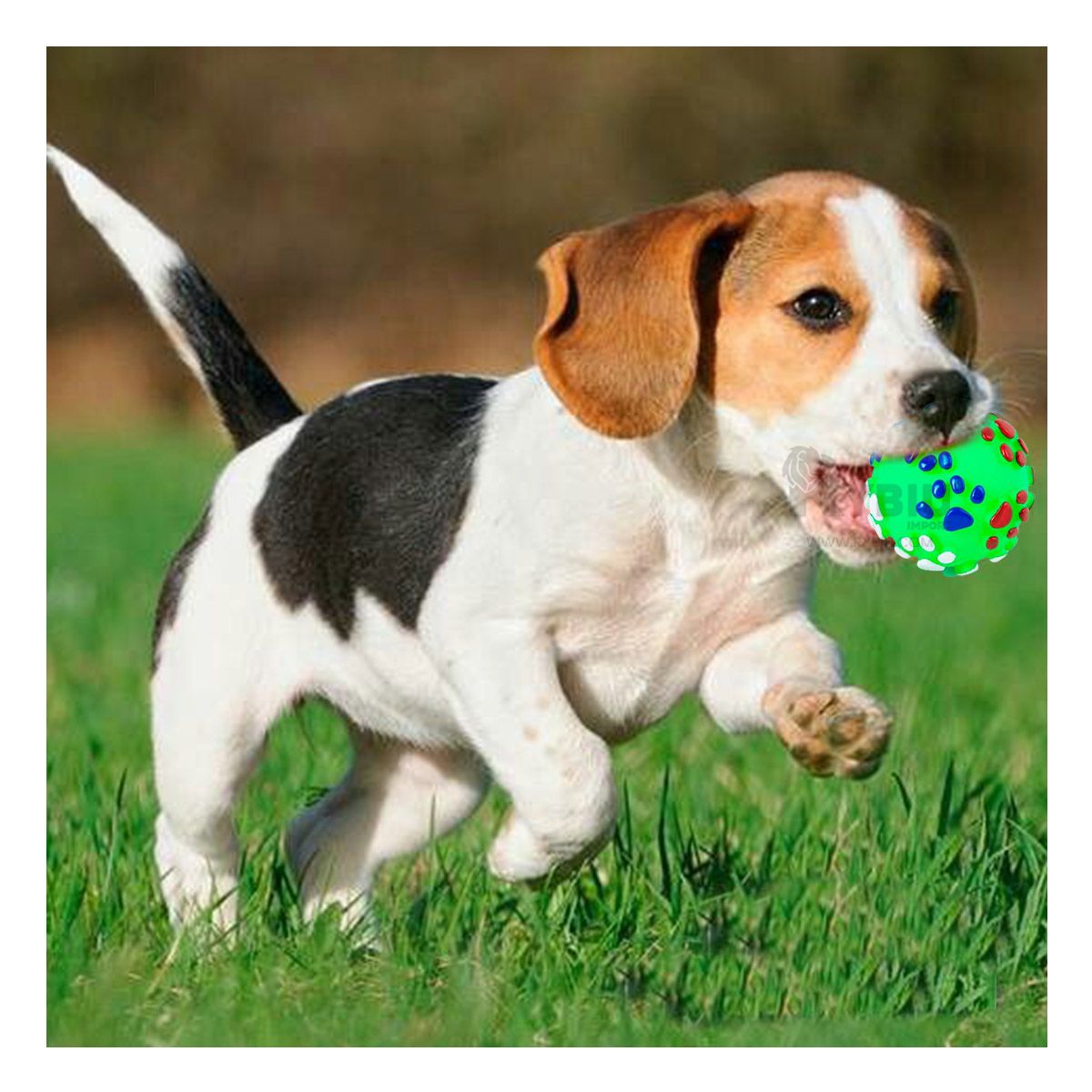 GENERICO - Pelota para Mascotas Talla L Verde Y+Papel de Regalo