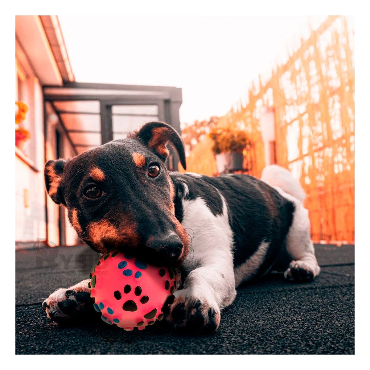 RYBIU IMPORT - Balon Esferico para Perros en Rosado Y+Post-it Adhesivos