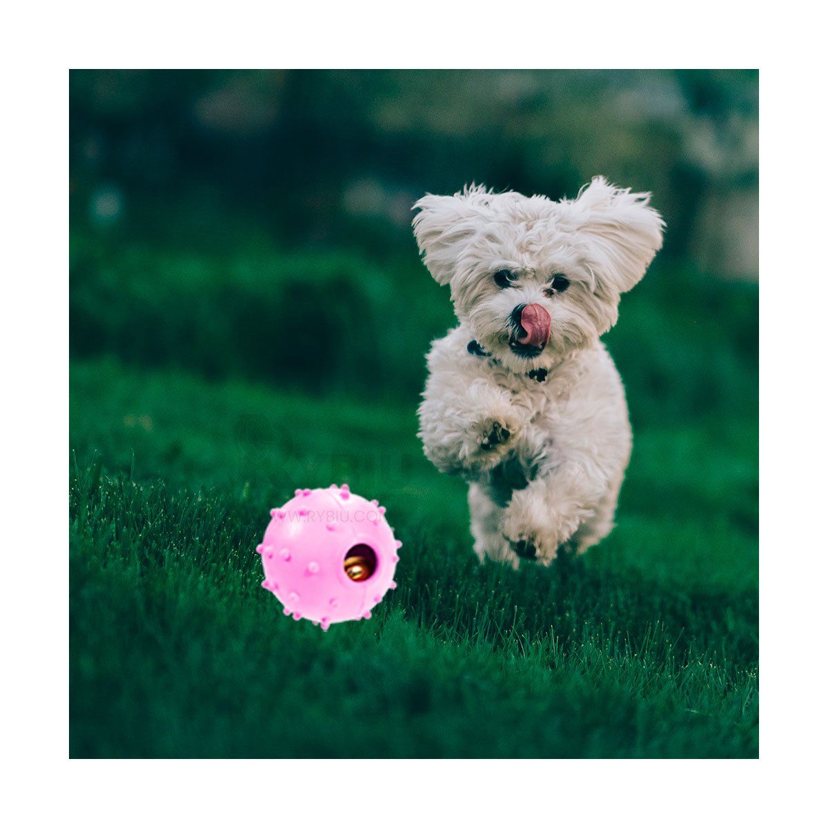 GENERICO - Juguete para Mascotas en Color Rosado Y+Regalo Stickers