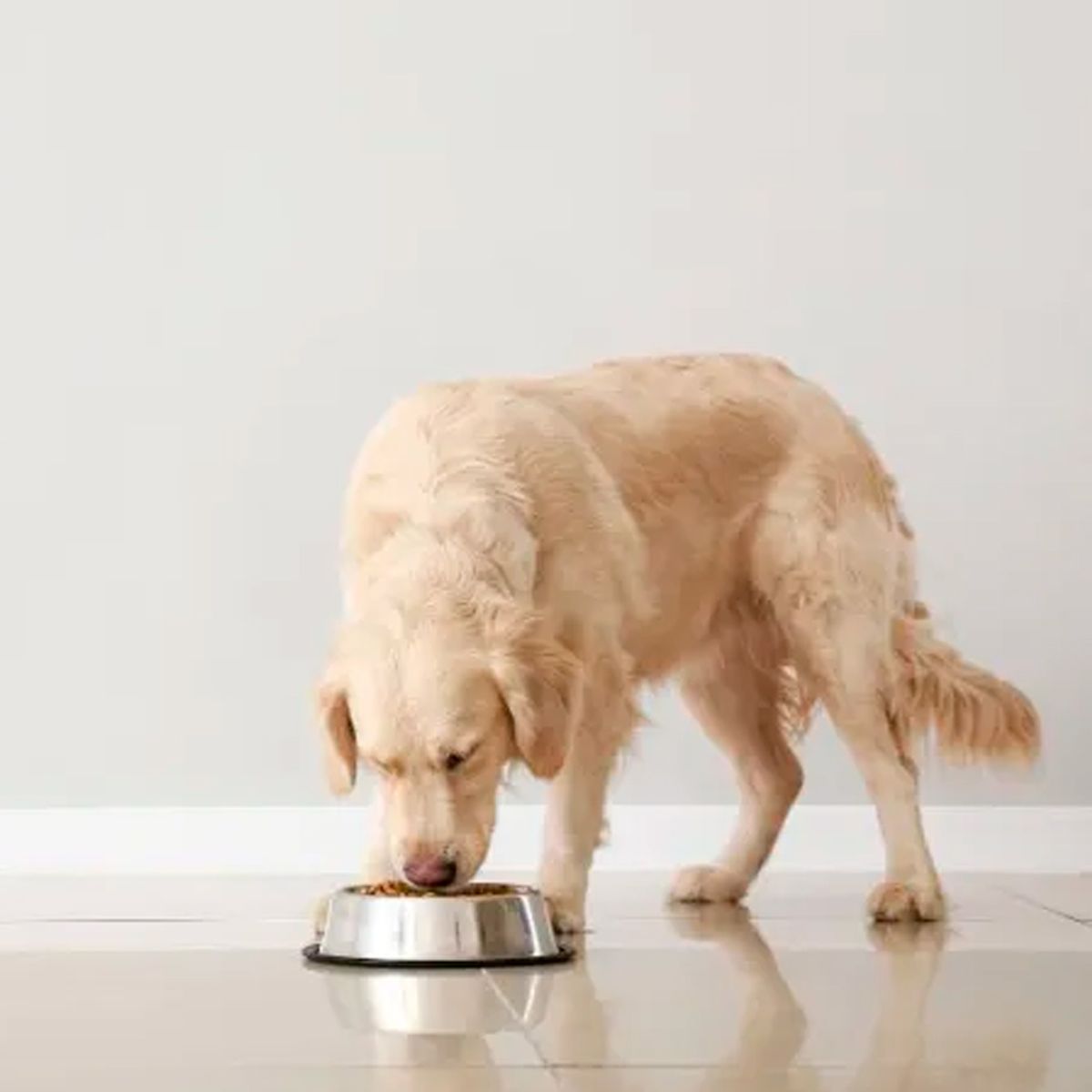 EQUILIBRIO - Comida para Perros con Obesidad y Diabetes Equilibrio 7.5 kg