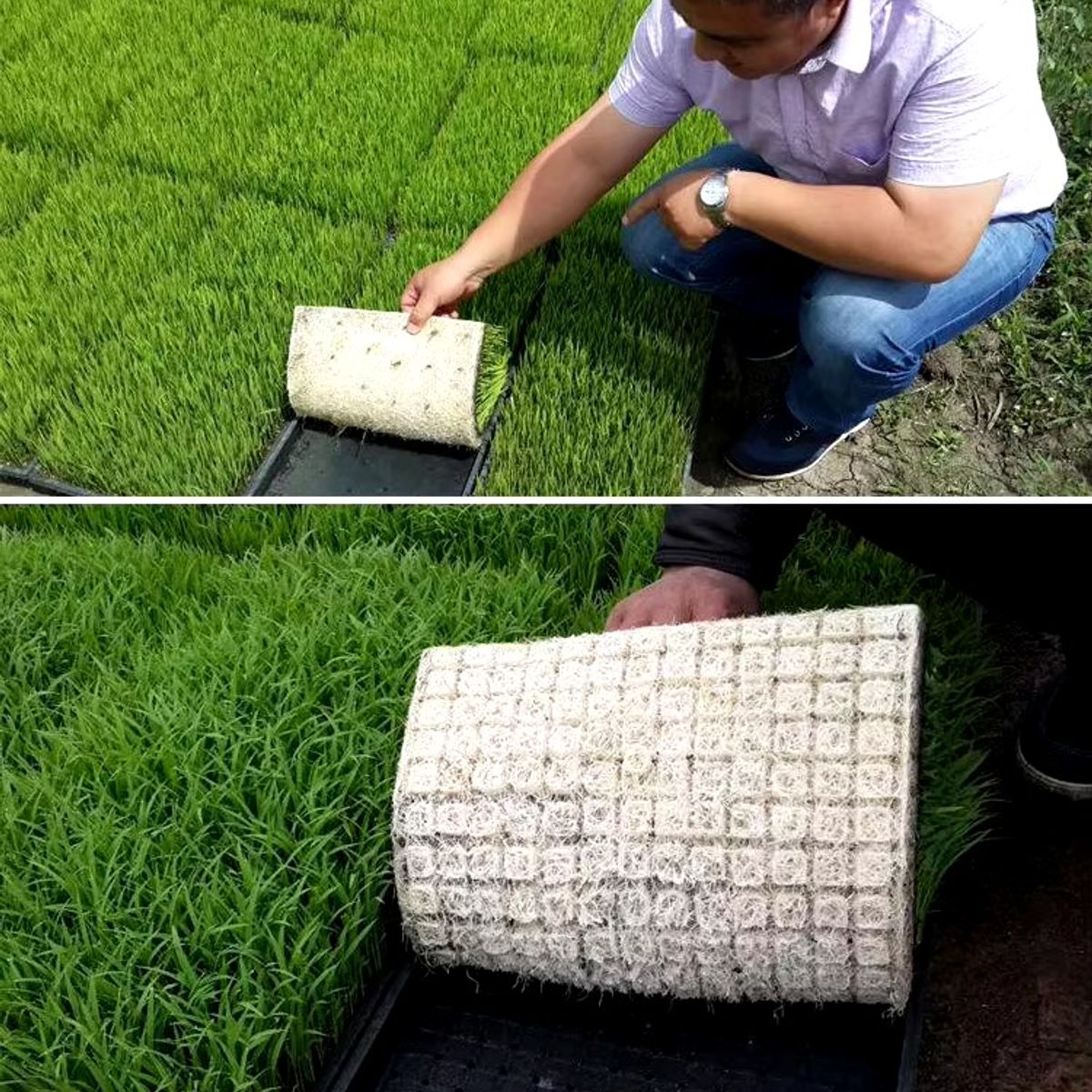 GENERICO - PACK X6 BANDEJA PARA FORRAJE 60X30 392 ORIFICIOS PP BLANCO