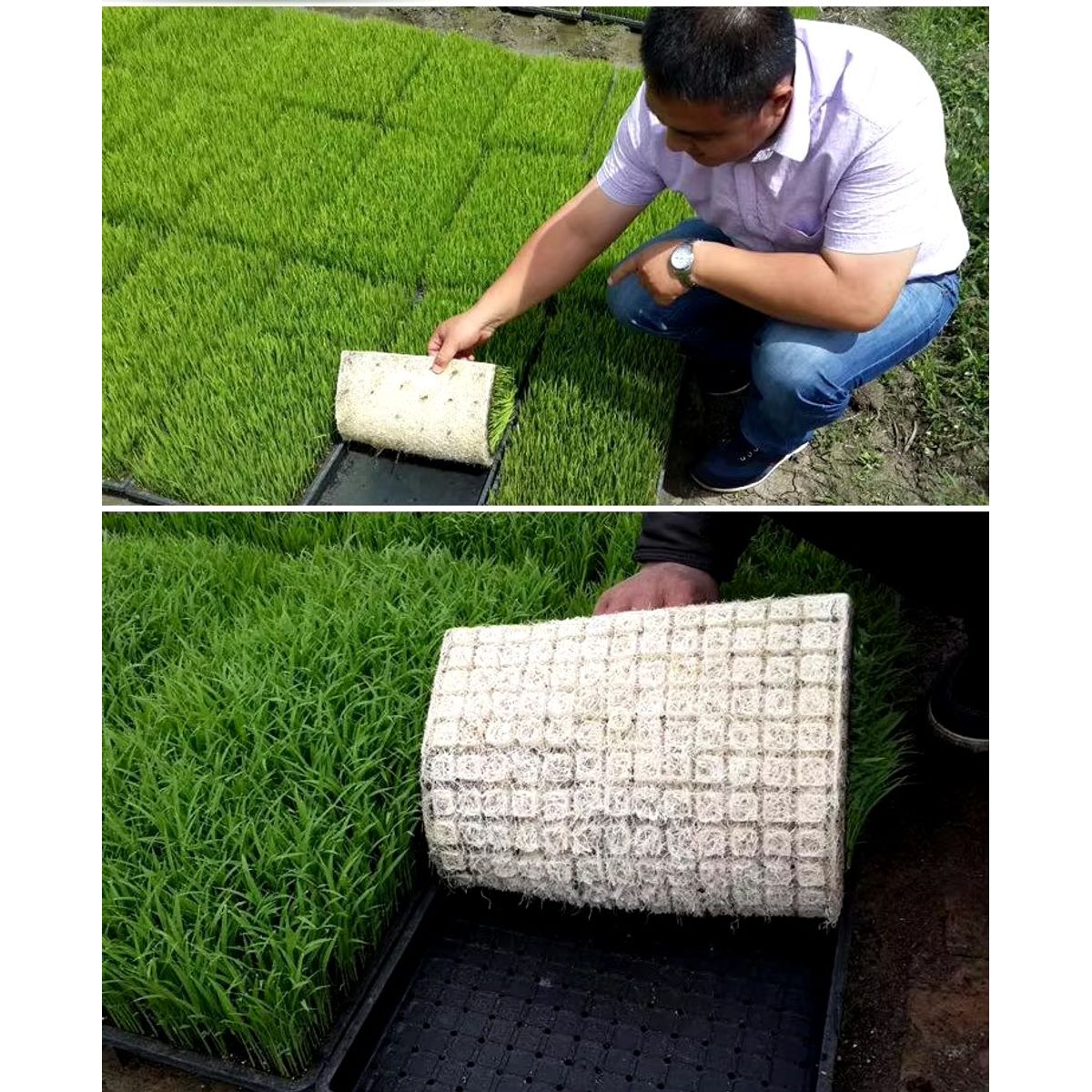 GENERICO - PACK X6 BANDEJA PARA FORRAJE 60X30 392 ORIFICIOS PP BLANCO