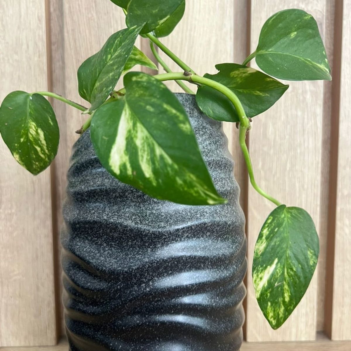 MAP DESIGN HOME - Florero Soho Largo Petit Grafito 13x24 cm