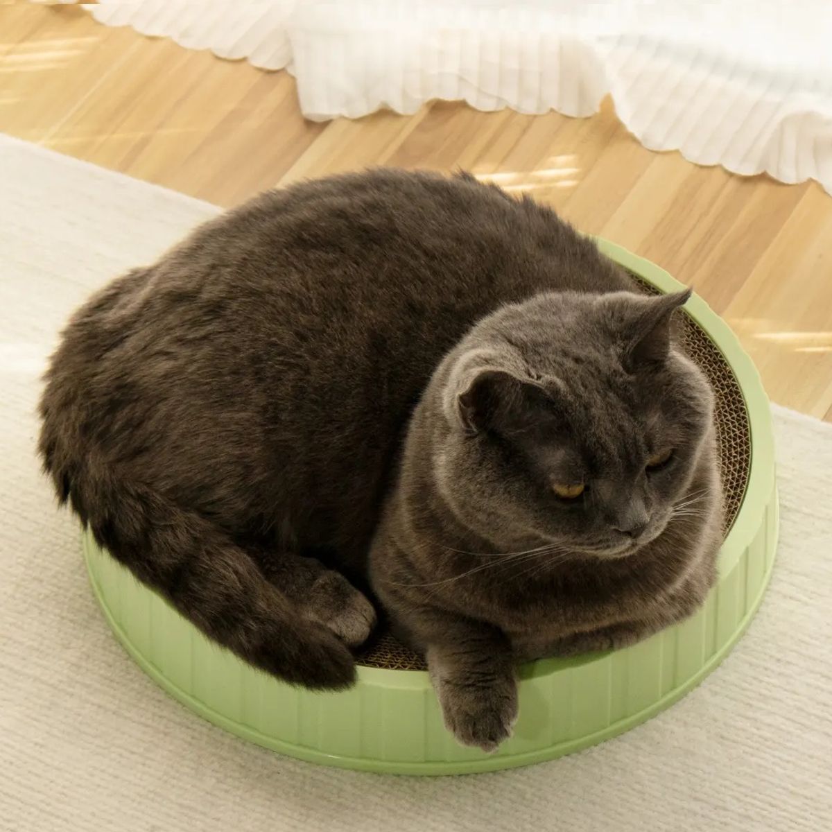 GENERICO - Rascador para gato circular 50cm BP - Rosado