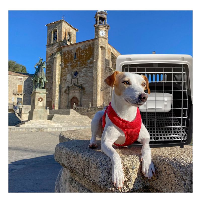 RYBIU IMPORT - Transportadora de Mascota Segura L60 Negro Y+Regalo Stickers