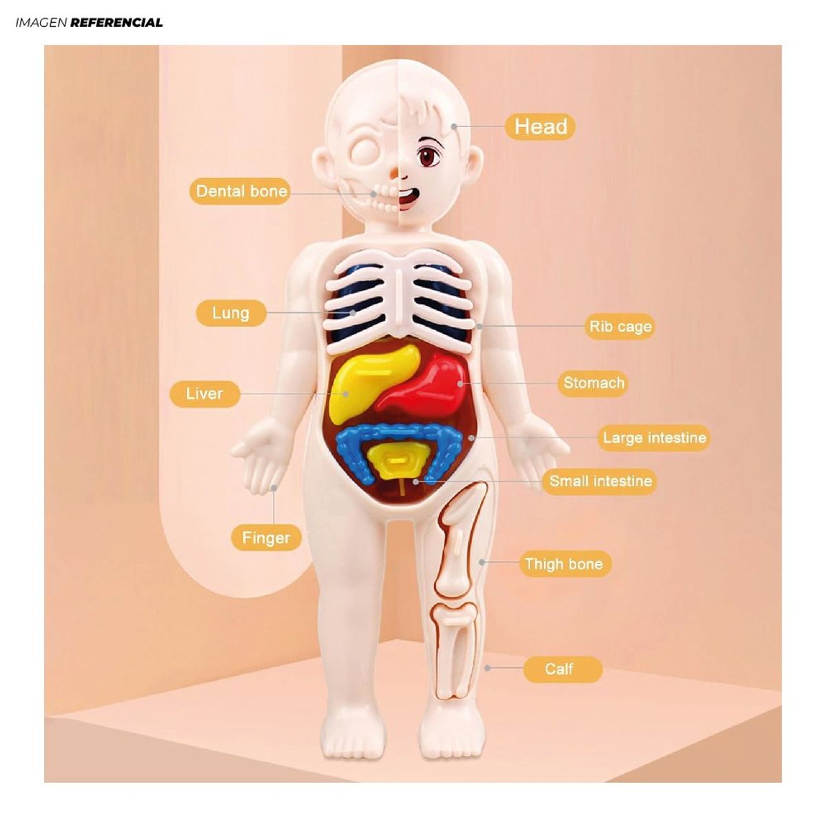 GENERICO - Figura Educativa de Anatomia del Cuerpo Humano Encajable