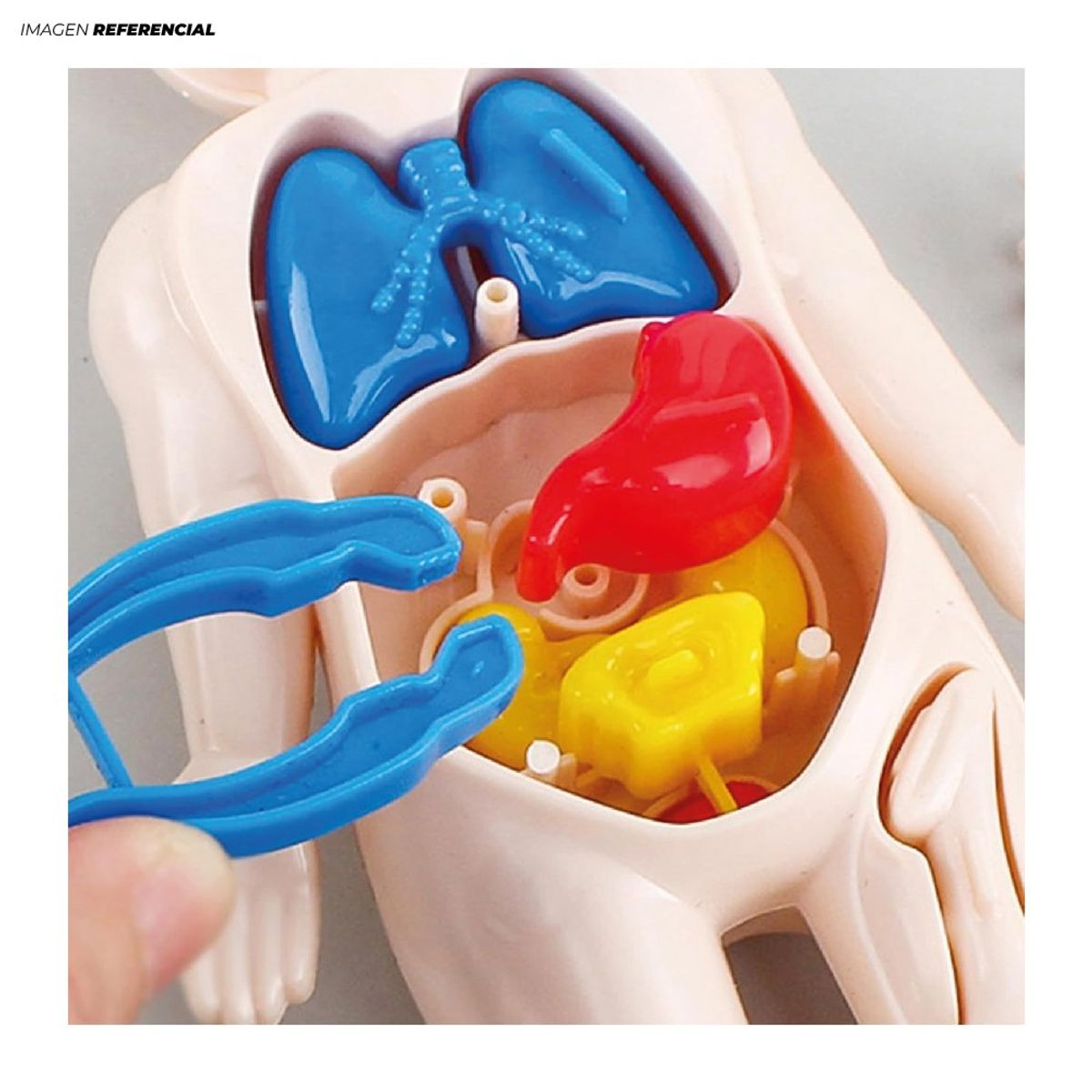 GENERICO - Figura Educativa de Anatomia del Cuerpo Humano Encajable