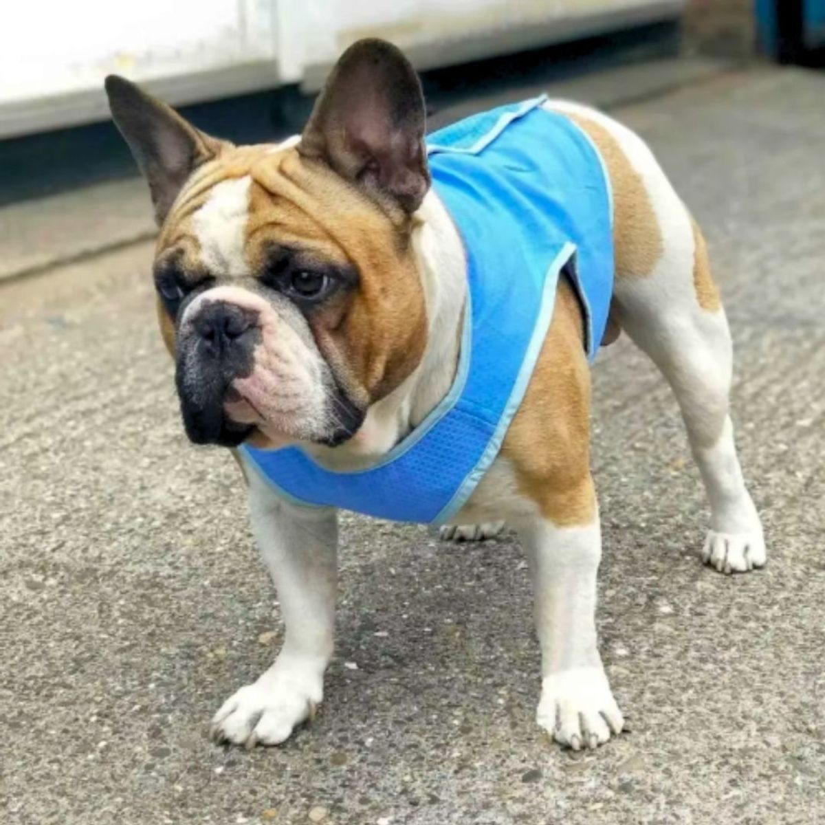 GENERICO - Chaleco Frío Refrigerante para Mascotas AZUL