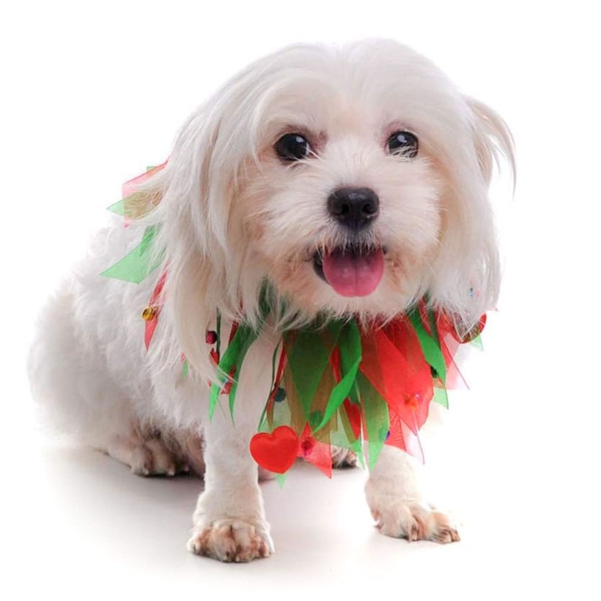 CAT OH - ropa para perro collar Arlequin de Navidad - S  22- 26 CM