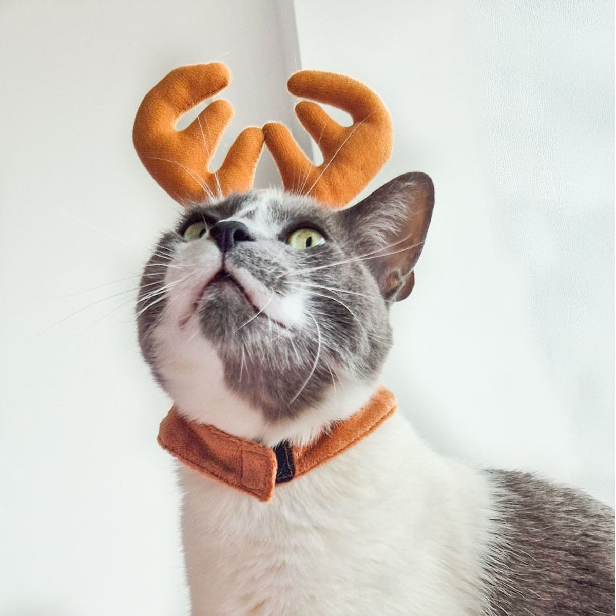 CAT OH - ROPA PARA GATO GORRO RENO