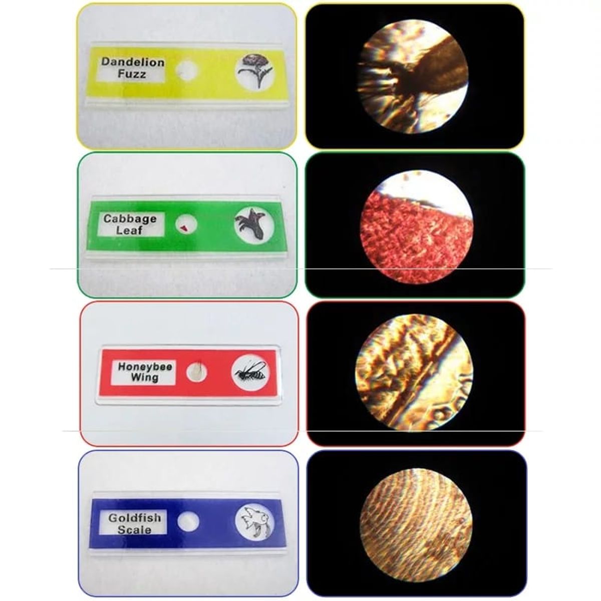 GENERICO - Muestras Preparadas para Microscopio educativo científico