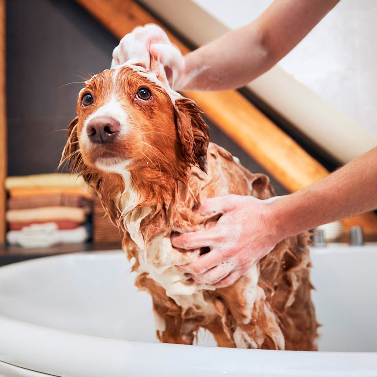 MARCA - Shampoo Antipulgas para Perros Ibasa 200ml