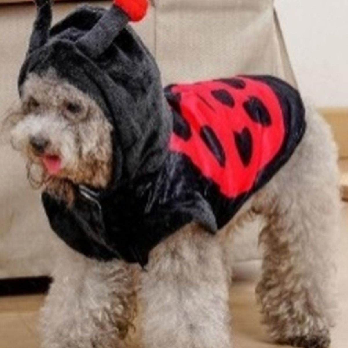 GENERICO - Disfraz para Mascota de Mariquita - Mini