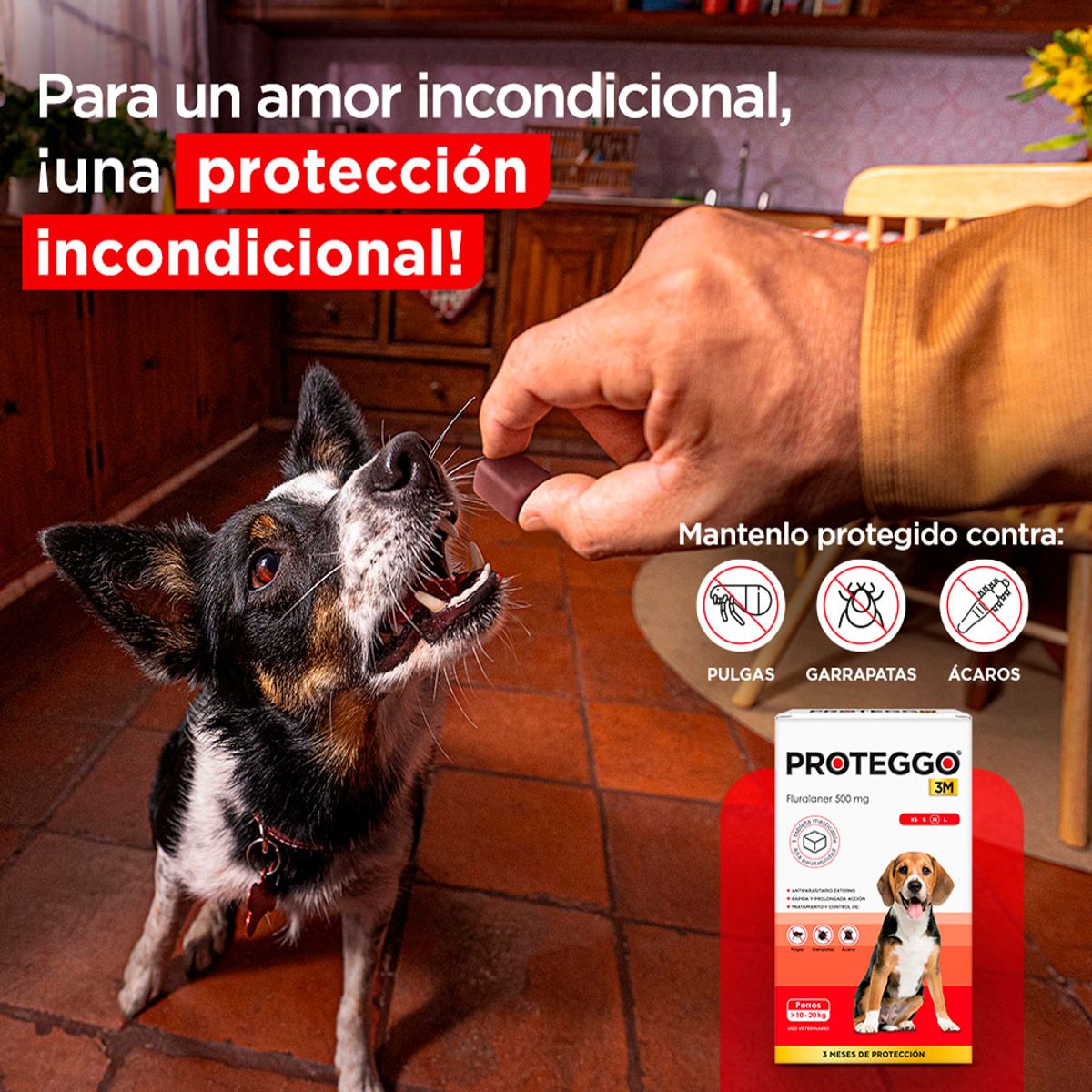 PROTEGGO - Pack x2 Antipulga Proteggo 3M para Perros de 10 - 20 kg