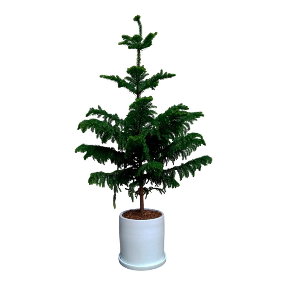 GENERICO - PINO ARAUCARIA EN MACETA BLANCA