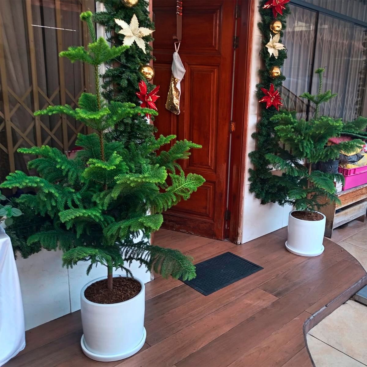 GENERICO - PINO ARAUCARIA EN MACETA BLANCA