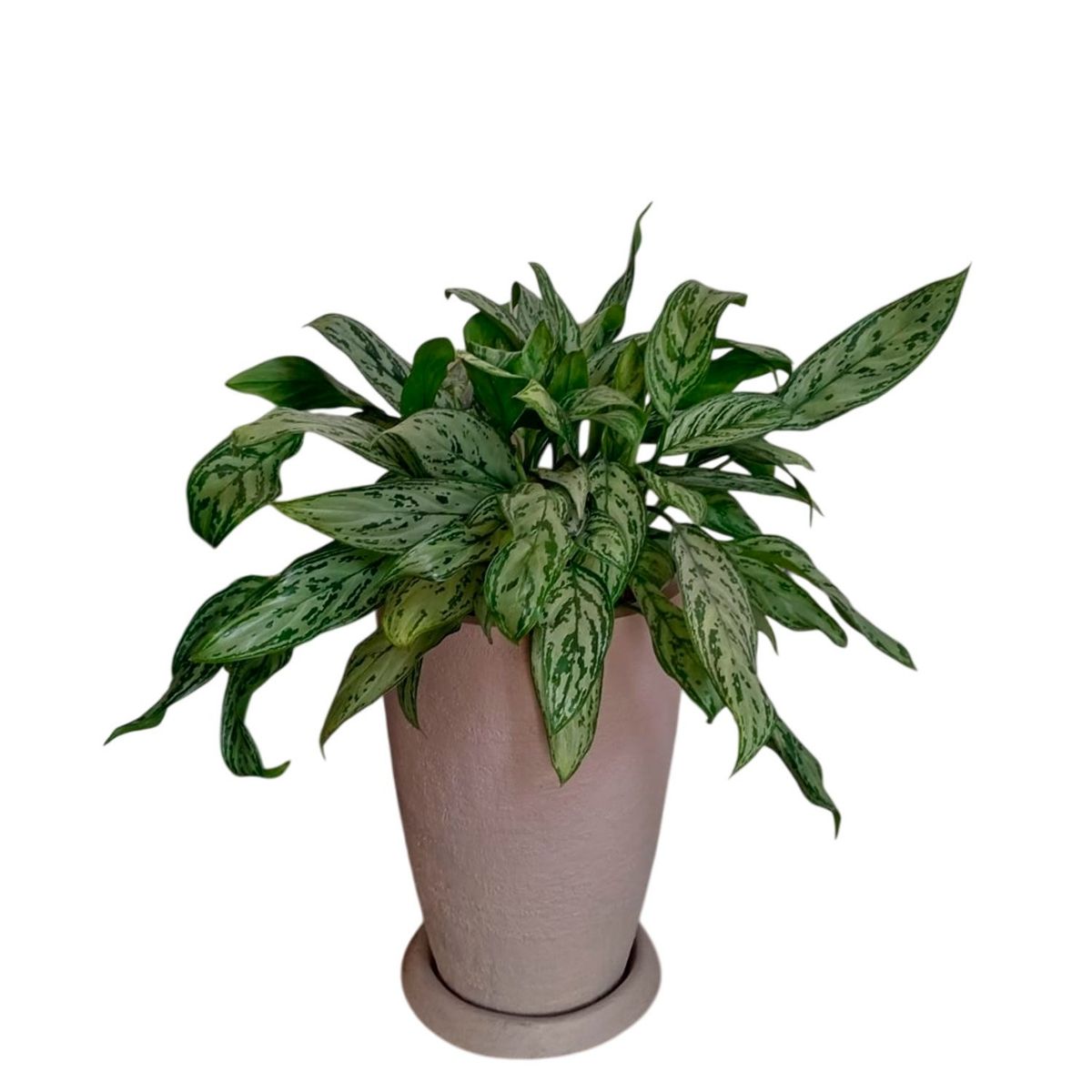 GENERICO - AGLONEMA EN MACETA MALVA TEXTURIZADO ARENA