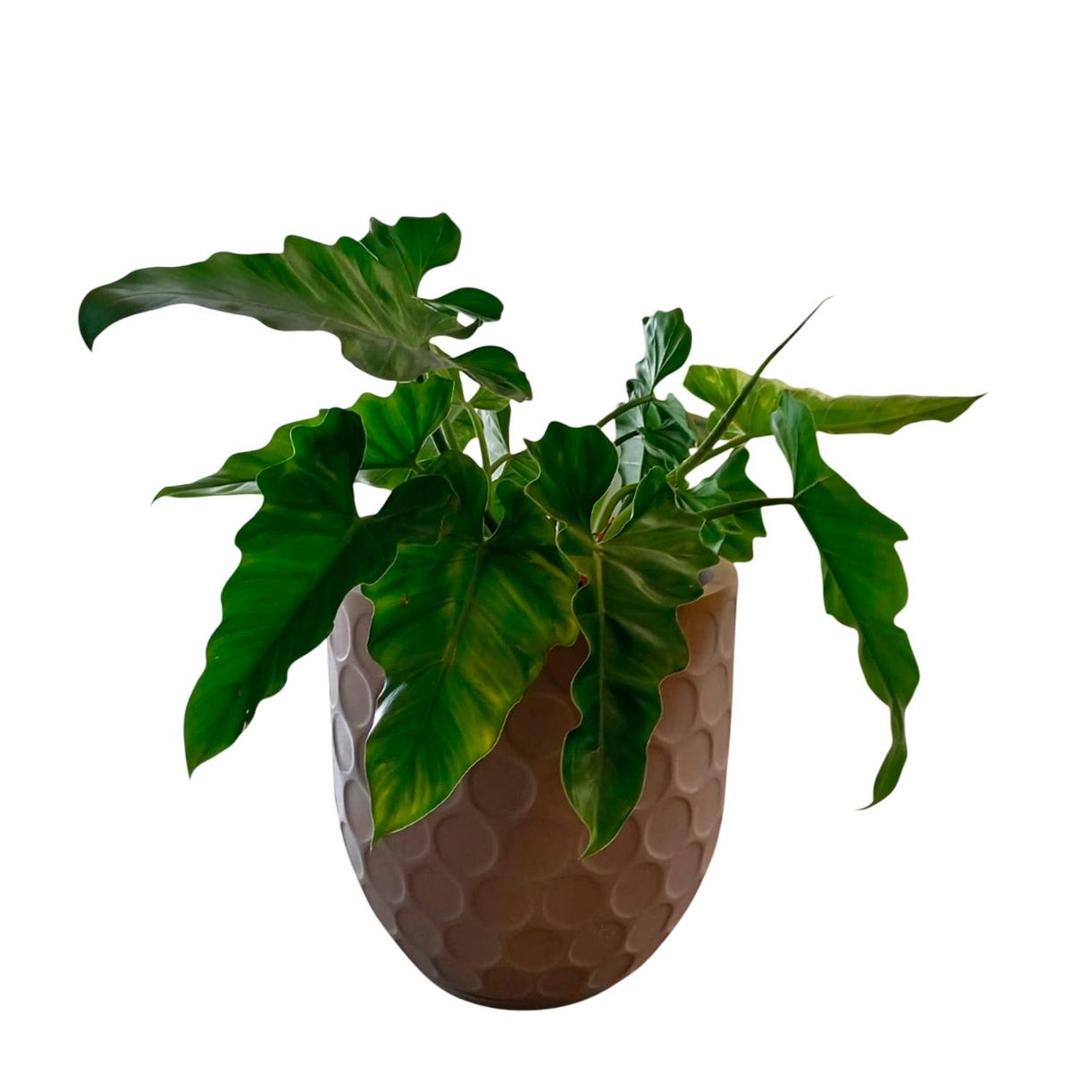 GENERICO - OREJA DE ELEFANTE EN MACETA HUEVO CON RELIEVE ARENA