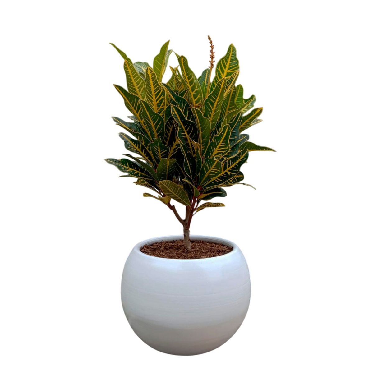 GENERICO - CROTON AMARILLO EN MACETA ESFERICA