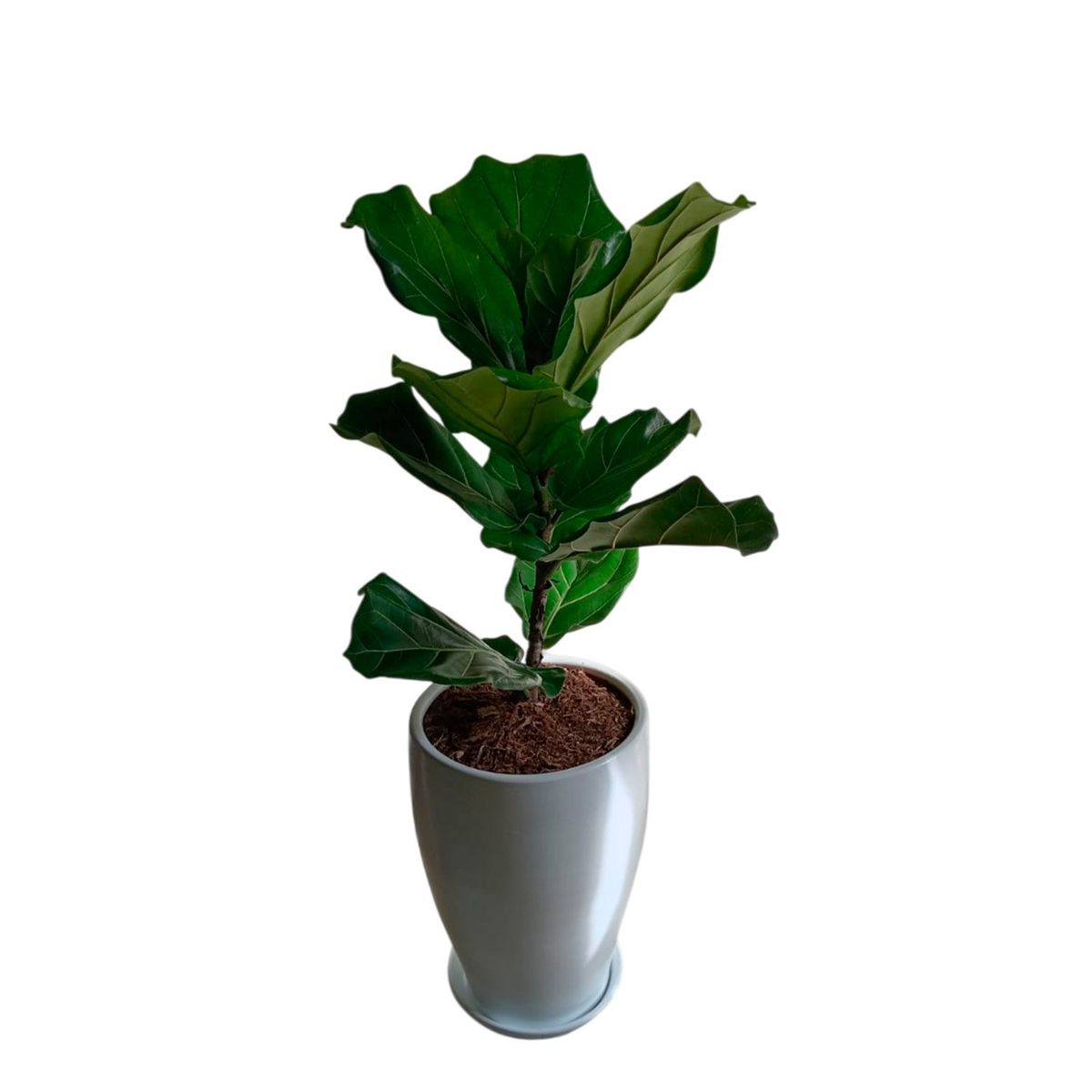 GENERICO - FICUS LYRATA EN MACETA CONO BLANCO