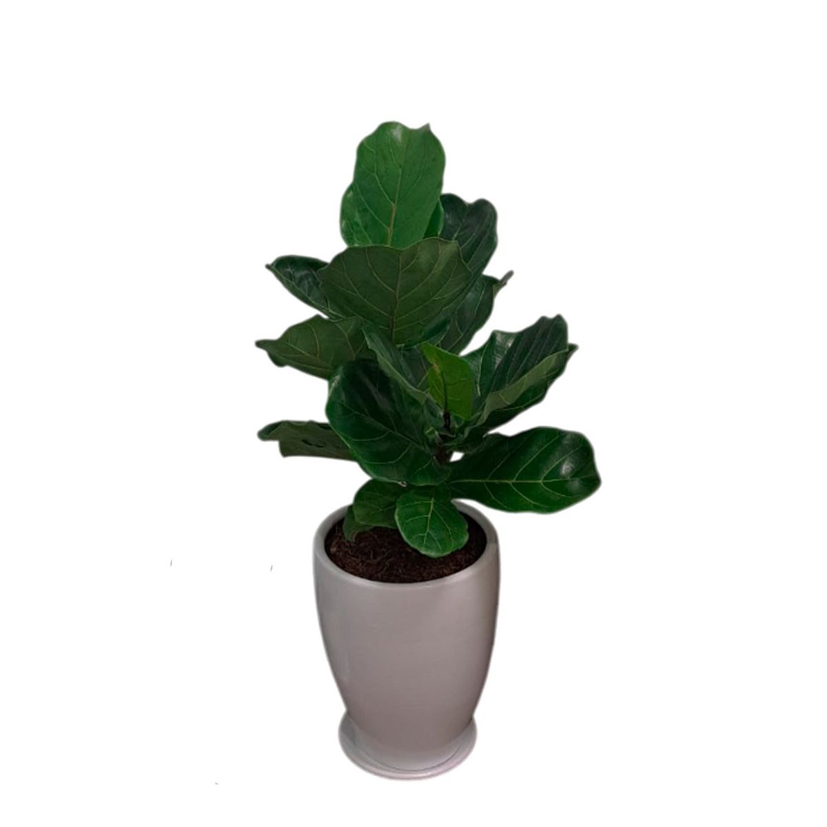 GENERICO - FICUS LYRATA EN MACETA CONO BLANCO