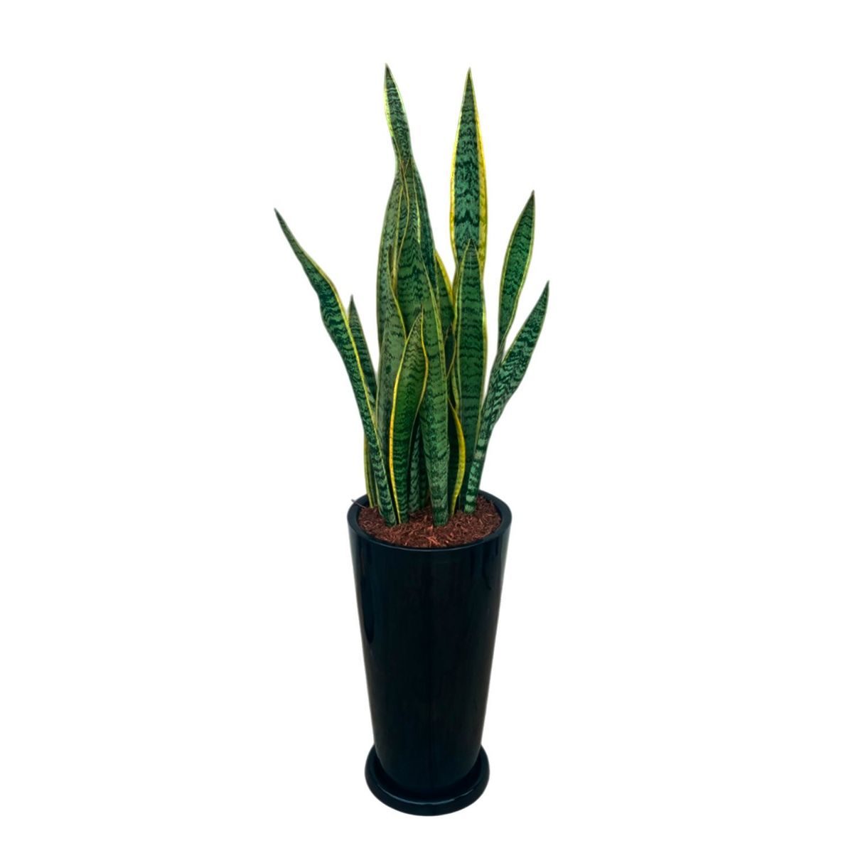 GENERICO - LENGUA DE SUEGRA EN MACETA CONO LAPIZ NEGRO