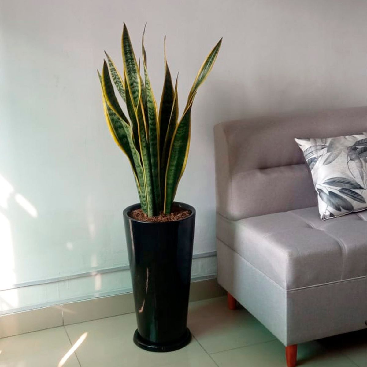 GENERICO - LENGUA DE SUEGRA EN MACETA CONO LAPIZ NEGRO