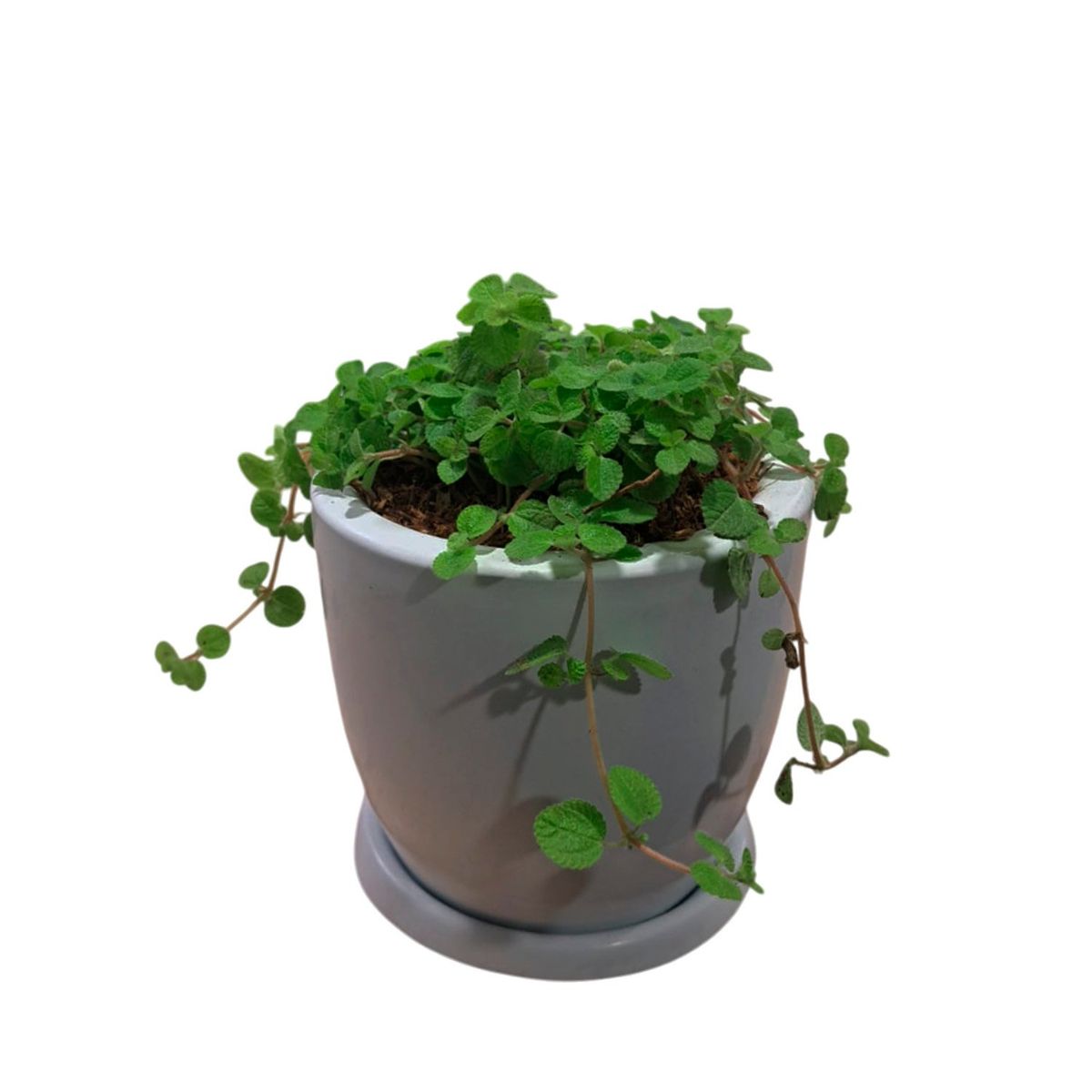 GENERICO - LLAMAPLATA EN MACETA HUEVO BLANCO