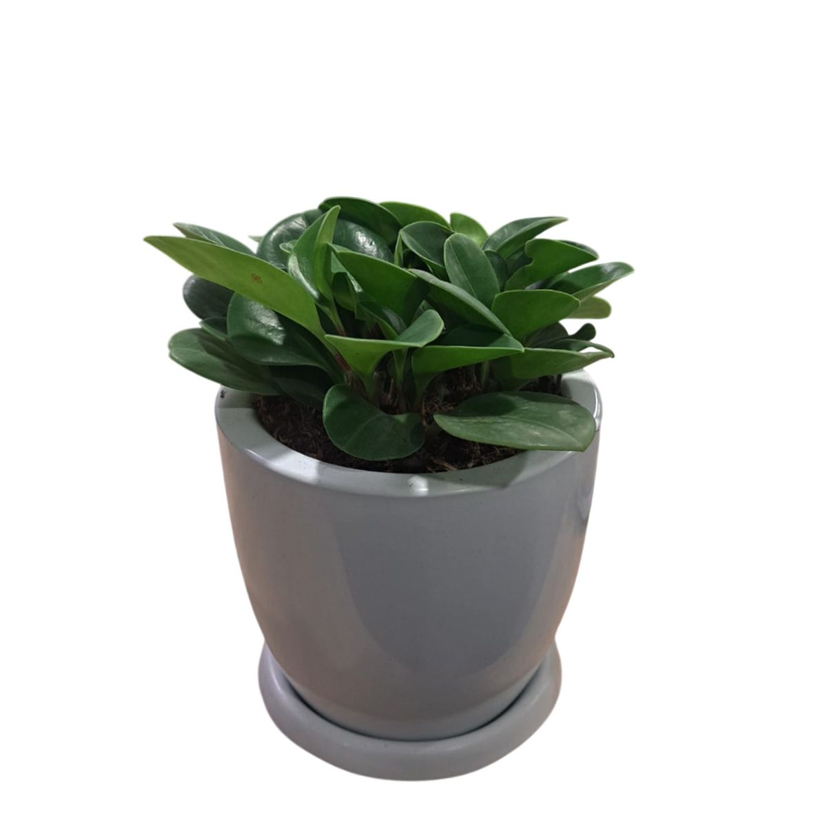 GENERICO - PEPEROMIA EN MACETA HUEVO BLANCO