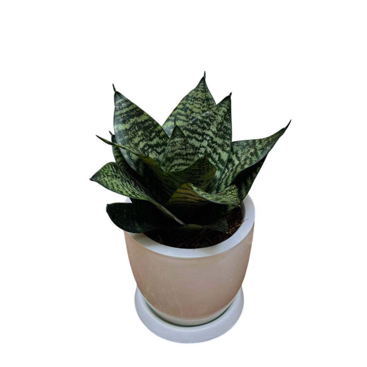 GENERICO - SANSEVIERIA ENANA EN MACETA HUEVO BLANCO
