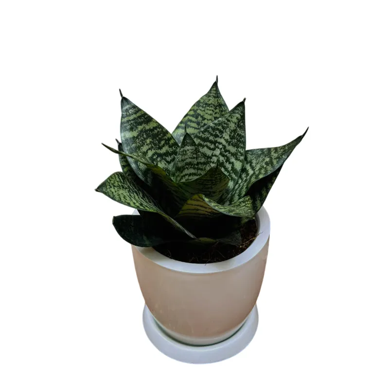 GENERICO - SANSEVIERIA ENANA EN MACETA HUEVO BLANCO
