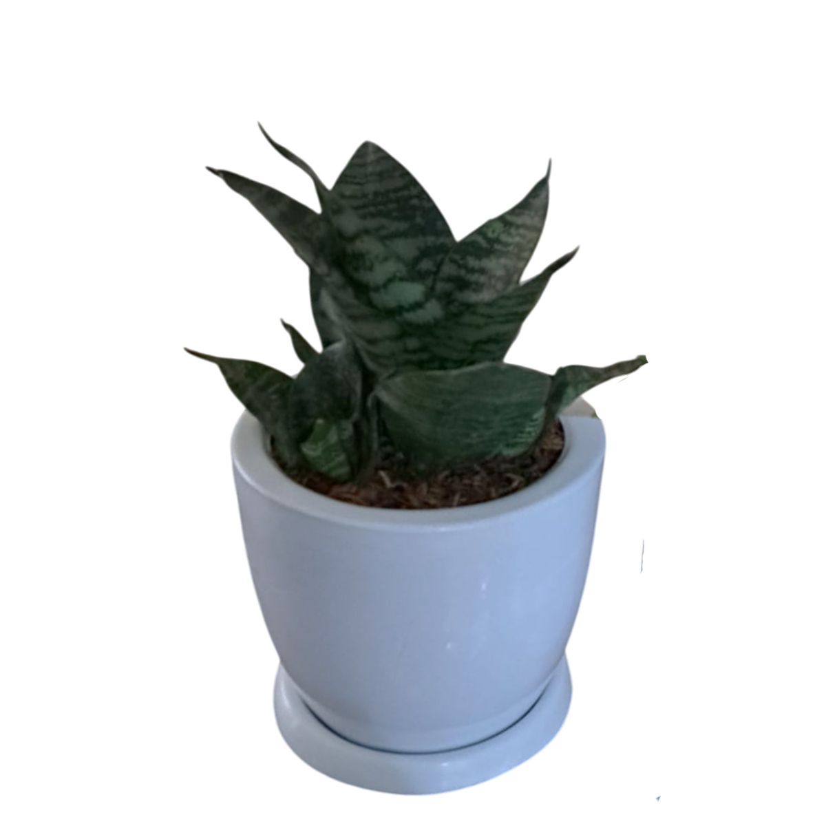 GENERICO - SANSEVIERIA ENANA EN MACETA HUEVO BLANCO