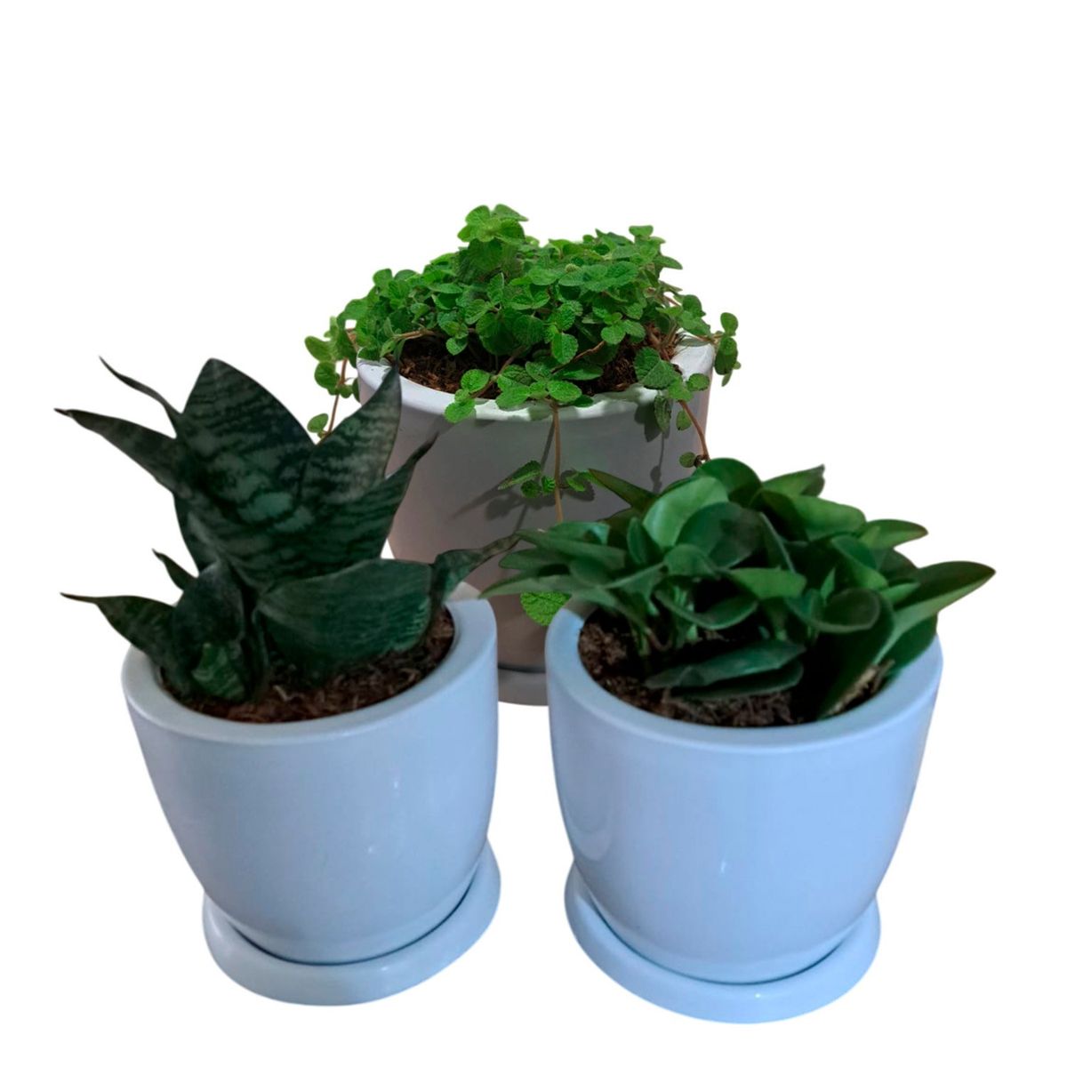 GENERICO - SET DE 3 PLANTAS PEQUEÑAS EN MACETA HUEVO BLANCO