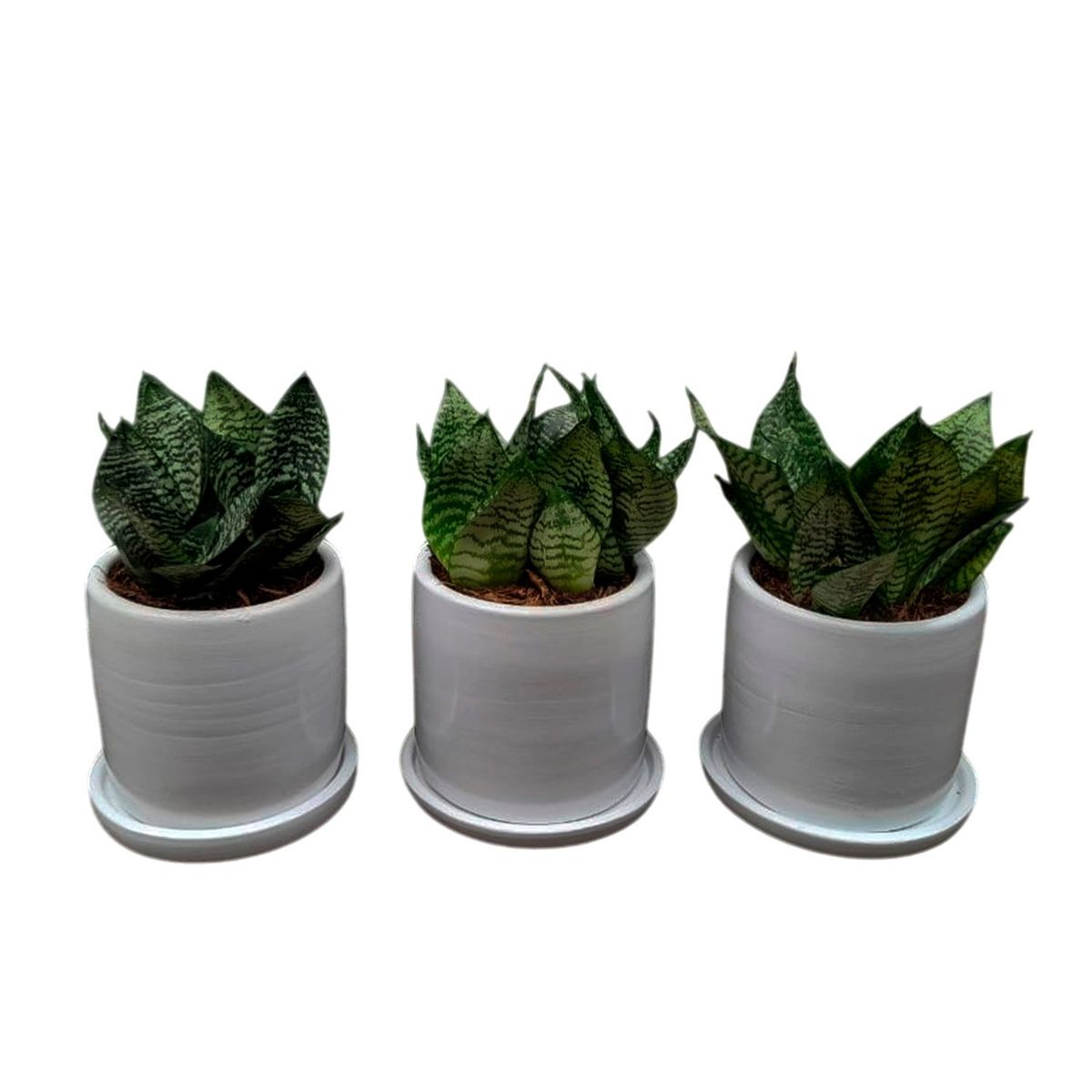 GENERICO - SET DE 3 SANSEVIERIA ENANA EN MACETA CILINDRO BLANCO