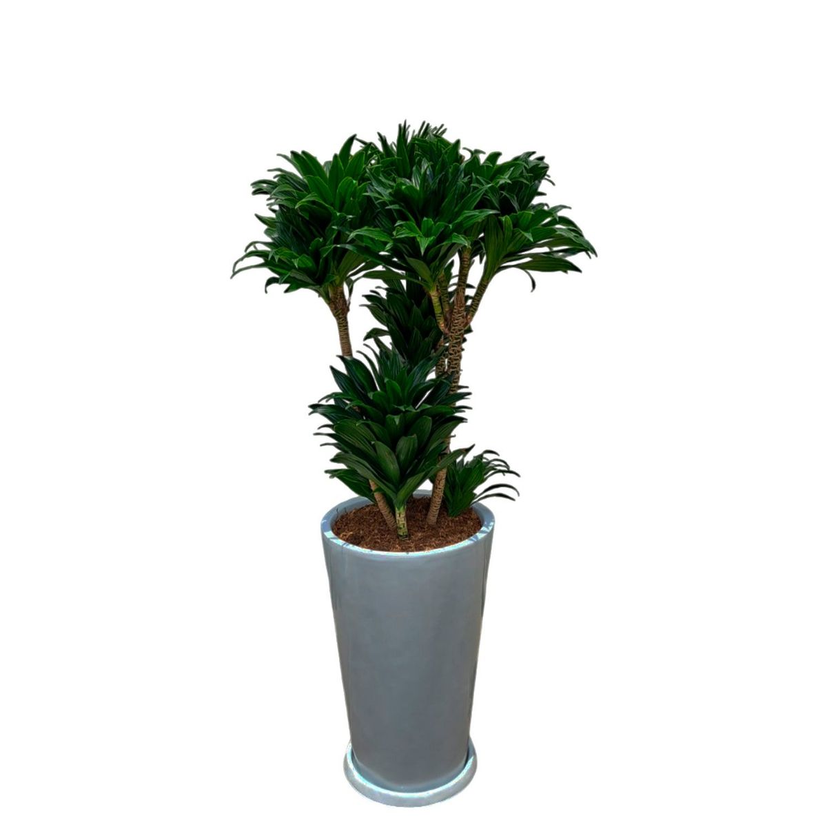 GENERICO - DRACENA COMPACTA EN MACETA CONO BLANCO