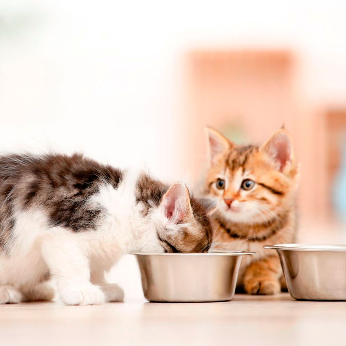 EQUILIBRIO - Comida para Gatitos Equilibrio Todas las Razas  7.5 kg