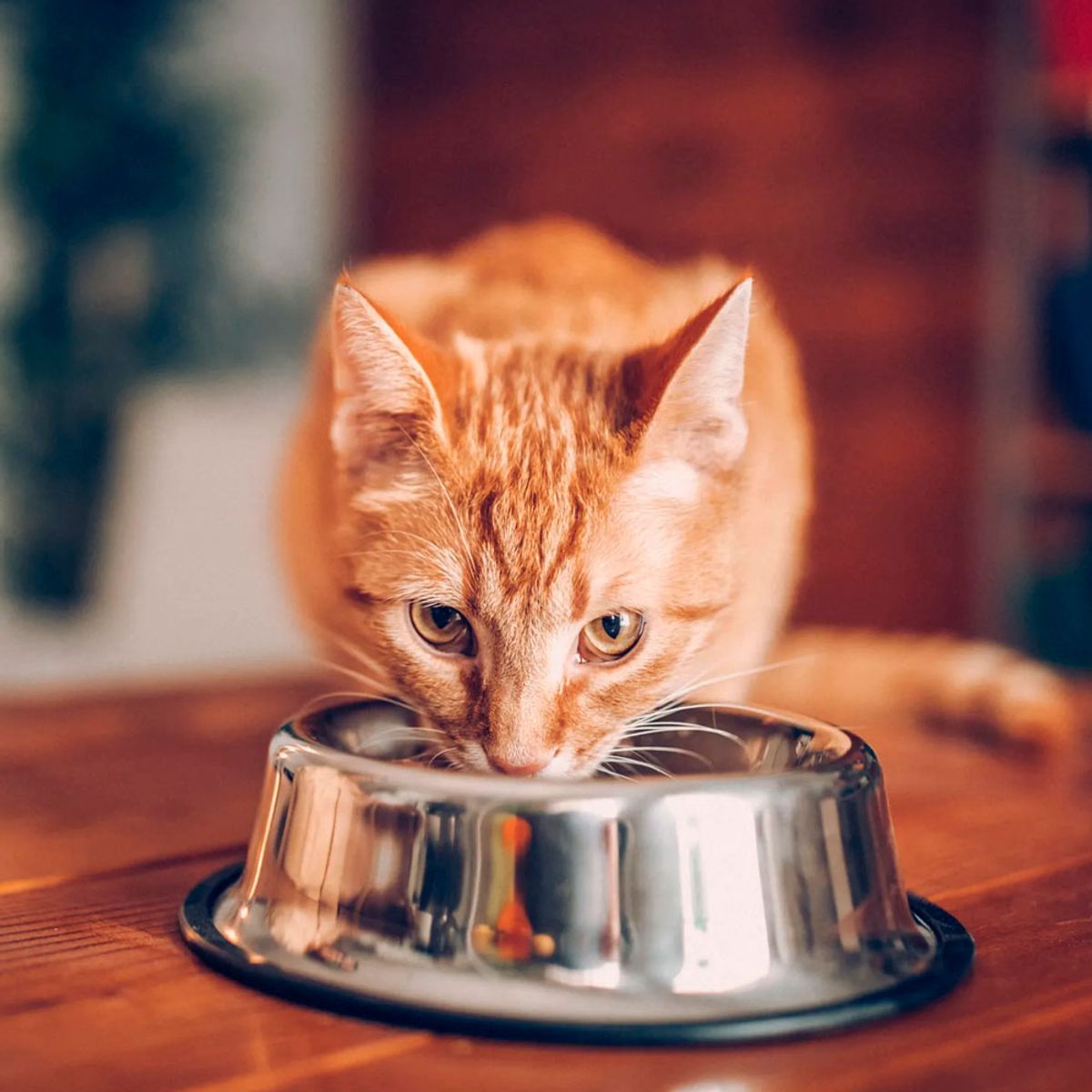 EQUILIBRIO - Comida para Gato Equilibrio Salmón Pelaje Sano  1.5 kg